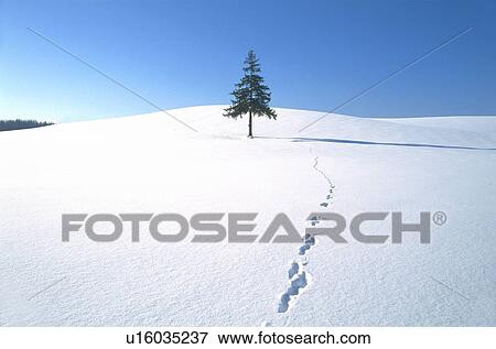 Tree in snowy land, footprints in snow View Large Photo Image Stock Photo - Tree in snowy land, footprints in snow. Fotosearch