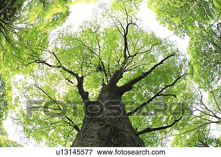 Tree, Low angle view View Large Photo Image Stock Photo - Tree, Low angle view. Fotosearch