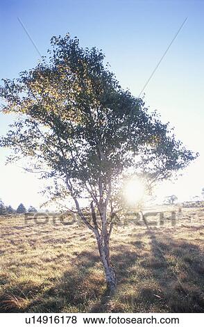 Tree on a farm in morning sunshine. Nagano Prefecture, Japan View Large Photo Image Stock Photo - Tree on a farm in morning sunshine. Nagano Prefecture, Japan. Fotosearch