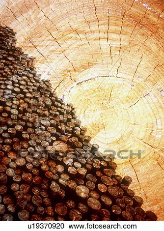 Stock Image - Tree ring and logs. Fotosearch