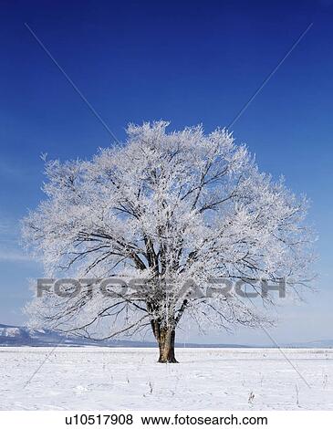 Tree white with frost in snowy land, Hokkaido prefecture, Japan View Large Photo Image Stock Photo - Tree white with frost in snowy land, Hokkaido prefecture, Japan. Fotosearch