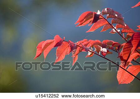 Stock Image - Tree with autumnal leaves. Fotosearch