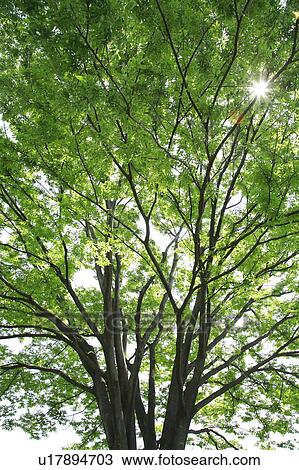 Stock Image - Tree with green leaves. Fotosearch