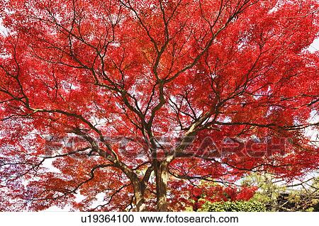 Stock Image - Tree with leaves in red. Fotosearch