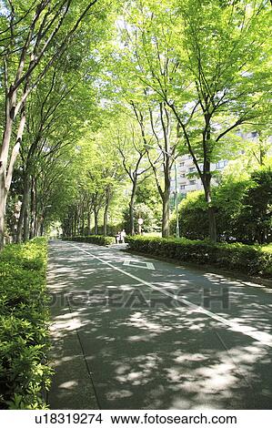 Picture - Treelined road, Shibuya ward, Tokyo Prefecture, Honshu, Japan. Fotosearch