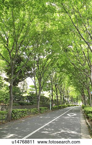 Stock Image - Treelined road, Shibuya ward, Tokyo Prefecture, Honshu, Japan. Fotosearch