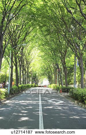 Stock Photo - Treelined road, Shibuya ward, Tokyo Prefecture, Honshu, Japan. Fotosearch