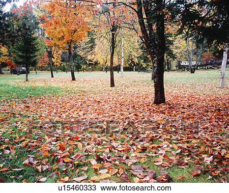 Stock Image - Trees and fallen leaves in autumn color, Hokkaido prefecture, Japan. Fotosearch