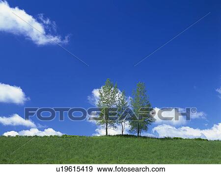 Stock Photo - Trees in a green field. Hokkaido, Japan. Fotosearch