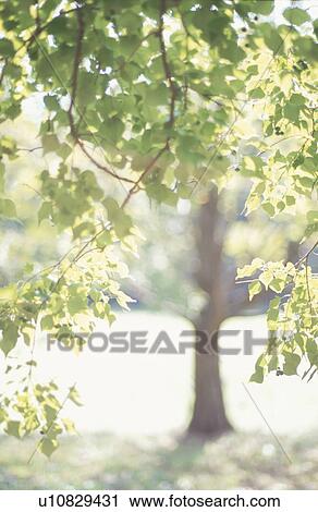 Stock Image - Trees in a park, Kawasaki, Kanagawa Prefecture, Japan. Fotosearch