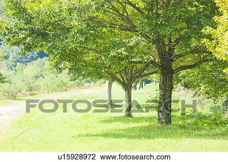 Stock Image - Trees in meadow, Agematsu-machi, Nagano Prefecture, Japan. Fotosearch