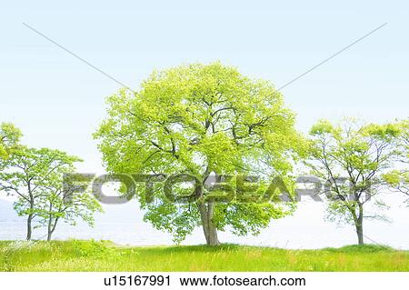 Trees next to lake, Takashima, Shiga Prefecture, Japan View Large Photo Image Stock Image - Trees next to lake, Takashima, Shiga Prefecture, Japan. Fotosearch