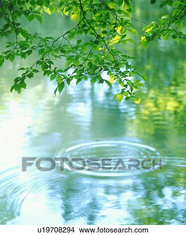 Trees over rippled water View Large Photo Image Picture - Trees over rippled water. Fotosearch