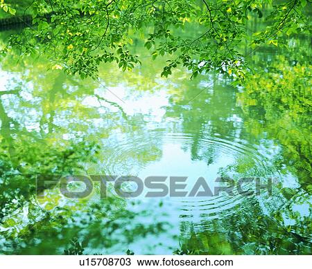Trees over rippled water View Large Photo Image Stock Image - Trees over rippled water. Fotosearch