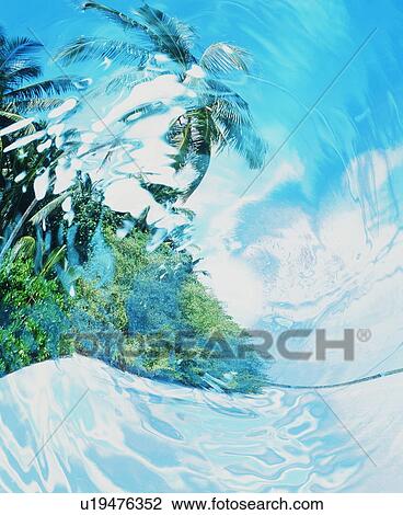 Stock Image - Trees seen through water surface. Fotosearch