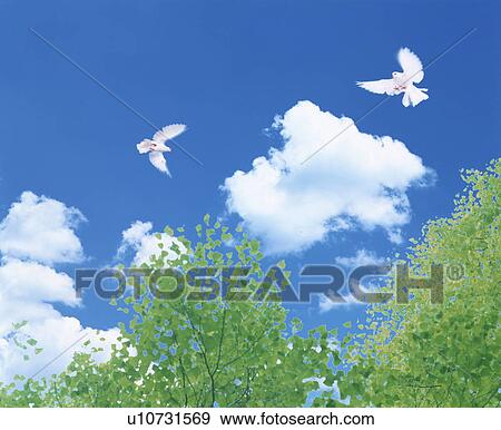 Stock Photo - Trees, sky and doves. Fotosearch