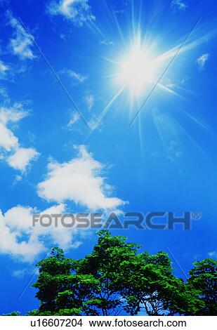 Picture - Trees underneath a blue sky. Fotosearch