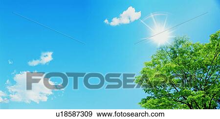 Stock Photo - Trees underneath a blue sky. Fotosearch