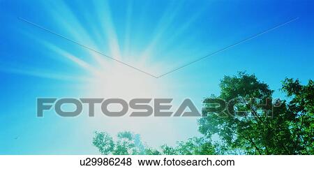 Trees underneath a blue sky View Large Photo Image Stock Photo - Trees underneath a blue sky. Fotosearch