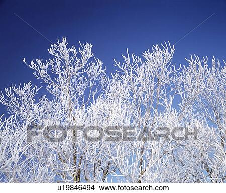 Trees white with frost, blue background, Hokkaido prefecture, Japan View Large Photo Image Picture - Trees white with frost, blue background, Hokkaido prefecture, Japan. Fotosearch