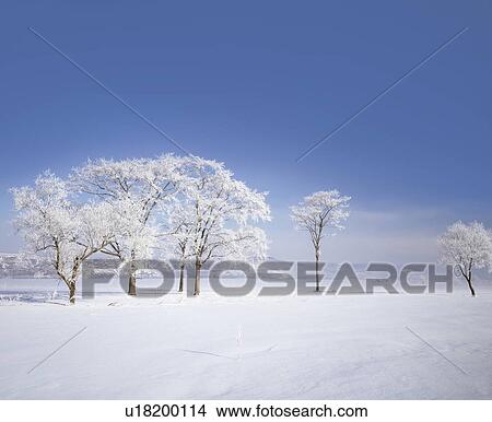 Trees white with frost in snowy land, Hokkaido prefecture, Japan View Large Photo Image Picture - Trees white with frost in snowy land, Hokkaido prefecture, Japan. Fotosearch