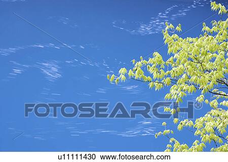 Trees with green leaves against river View Large Photo Image Stock Image - Trees with green leaves against river. Fotosearch