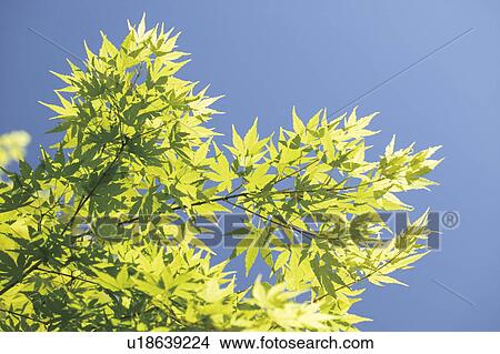 Picture - Trees with green leaves, blue background. Fotosearch