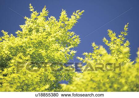 Stock Image - Trees with green leaves, blue background. Fotosearch