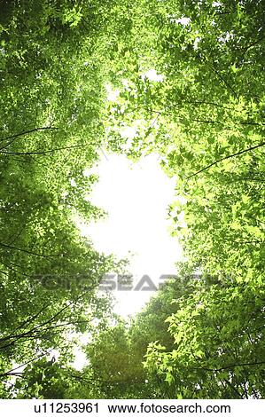 Trees with green leaves View Large Photo Image Stock Image - Trees with green leaves. Fotosearch