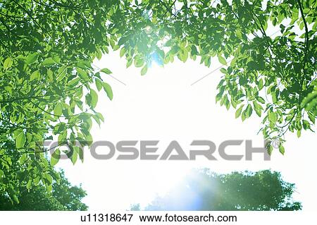 Trees with green leaves View Large Photo Image Stock Photo - Trees with green leaves. Fotosearch