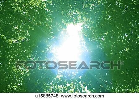 Stock Photo - Trees with green leaves. Fotosearch
