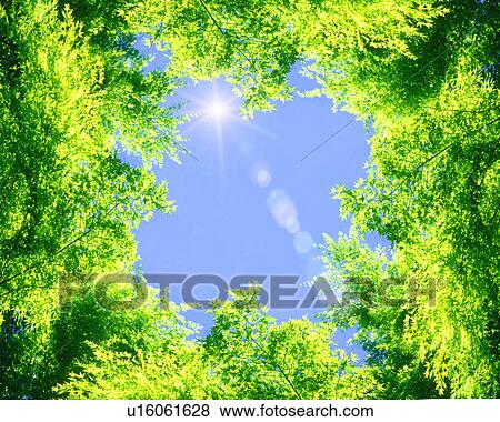 Trees with sunbeam View Large Photo Image Stock Photo - Trees with sunbeam. Fotosearch