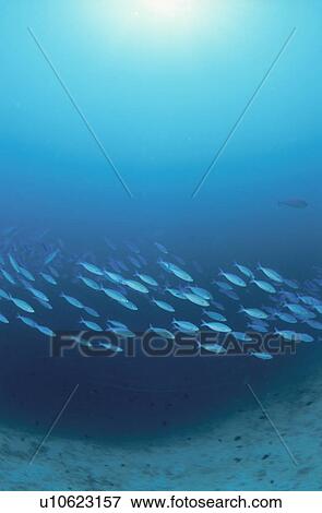 Stock Photo - Tropical fish, Maldive Islands. Fotosearch