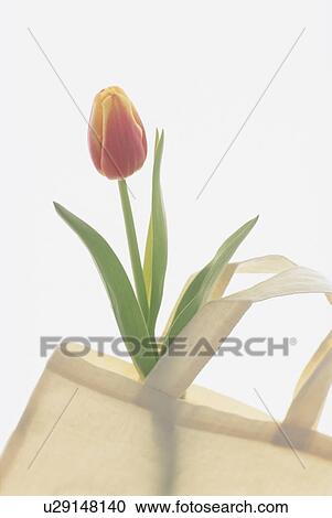 Tulip inside eco-friendly bag View Large Photo Image Stock Image - Tulip inside eco-friendly bag. Fotosearch