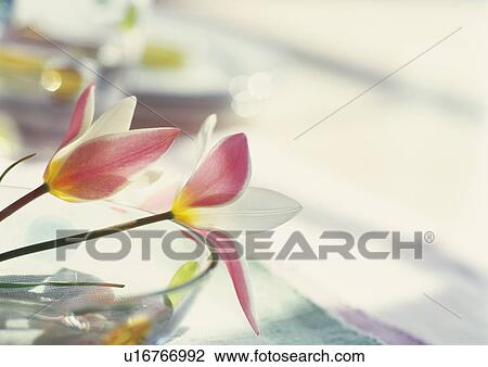 Stock Image - Tulips in glass bowl. Fotosearch