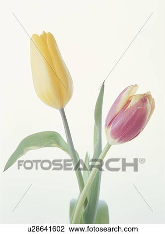 Stock Image - Tulips. Fotosearch