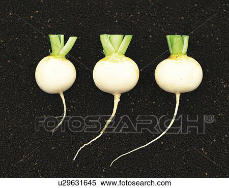 Turnips on soil View Large Photo Image Stock Photography - Turnips on soil. Fotosearch