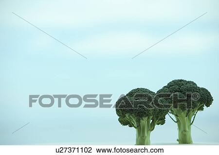 Stock Image - Two Broccoli and Blue Sky. Fotosearch