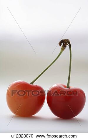 Two cherries, white background View Large Photo Image Stock Image - Two cherries, white background. Fotosearch