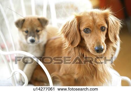 Stock Image - Two dogs. Fotosearch