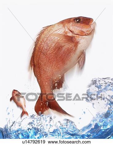 Stock Photo - Two fish jumping out of water. Fotosearch