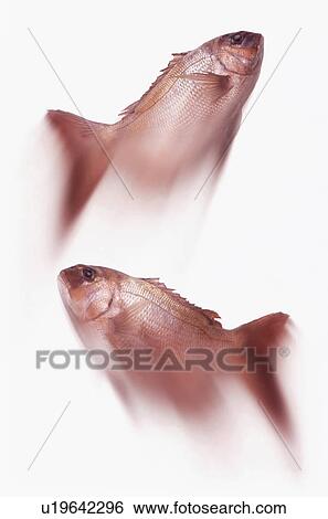 Two fish with white background View Large Photo Image Stock Photograph - Two fish with white background. Fotosearch