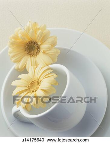 Stock Image - Two flowers and a coffee cup, saucer and plate. Fotosearch