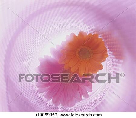 Two flowers lie inside a rolled-up sheet of mesh View Large Photo Image Stock Photo - Two flowers lie inside a rolled-up sheet of mesh. Fotosearch