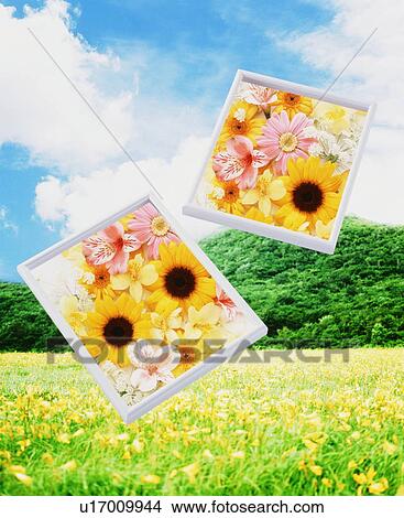 Two framed groups of flowers float over a meadow View Large Photo Image Picture - Two framed groups of flowers float over a meadow. Fotosearch