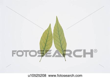 Stock Photo - Two green leaves against white background. Fotosearch