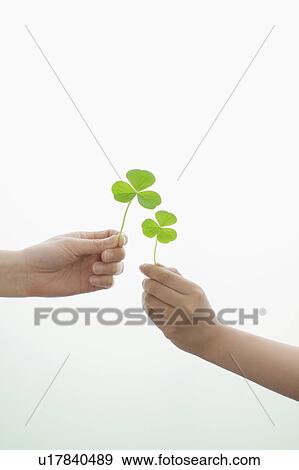 Two hands holding clover leaves View Large Photo Image Stock Photo - Two hands holding clover leaves. Fotosearch