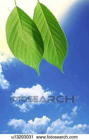 Two leaves against a blue sky View Large Photo Image Stock Image - Two leaves against a blue sky. Fotosearch