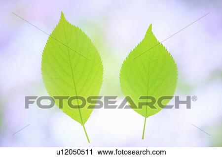 Stock Image - Two leaves against white background. Fotosearch