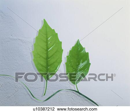 Stock Image - Two leaves and a green ribbon. Fotosearch